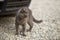 Portrait of gray grown adult big short-haired cat with green eye