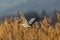 Portrait gray heron ardea cinerea flying, reed, sunlight