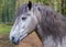 Portrait of a gray horse with an intelligent look with sharp ears and a long bang
