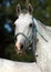 Portrait of gray horse on sunny field