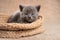 Portrait of a gray kitten in a basket look at the camera