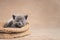 Portrait of a gray kitten in a basket look at the camera with copy space