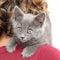 Portrait of a gray kitten on the shoulder of a girl isolated on a white background.