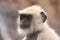 Portrait of Gray langur (Semnopithecus dussumieri), Ranthambore