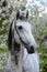 Portrait of a gray orlov trotter breed horse