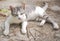 Portrait of a gray pet cat with a fierce face lying on a cement floor.