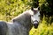 Portrait of gray pony in summer