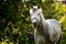 Portrait of gray pony in summer