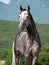 Portrait of gray race arabian horse