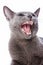 Portrait of a gray Russian blue cat hissing and angry