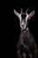 portrait of a gray Saanen goat on a black background. horned goat, magazine photo.