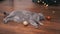 Portrait, Gray Scottish Cat Lies on Floor with a Christmas Balls in Room