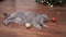Portrait, Gray Scottish Cat Lies on Floor with a Christmas Balls in Room