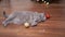 Portrait, Gray Scottish Cat Lies on Floor with a Christmas Balls in Room