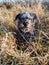 Portrait of a gray shaggy bearded dog sitting on dry grass. Walking the dog