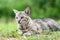 Portrait of gray striped domestic male cat lie down