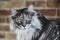 Portrait of a gray tabby angora cat of main coon breed