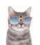 Portrait of gray tabby cat with sunglasses on background