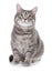 Portrait of gray tabby cat on white background