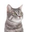 Portrait of gray tabby cat on white background