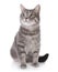 Portrait of gray tabby cat on white background