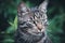 Portrait of a gray tabby house cat in the greenery