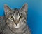 Portrait of a gray and tan tabby