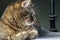 Portrait of a gray tiger cat with green eyes