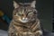 Portrait of a gray tiger cat with green eyes