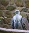 Portrait of a gray vulture. Large bird, gray, white feathers. Scavenger from Africa