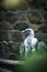 Portrait of a gray vulture. Large bird, gray, white feathers. Scavenger from Africa