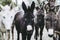 Portrait of gray and white donkeys