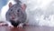 Portrait of gray and white rat with shiny wool, closeup domestic rat