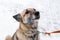 Portrait of gray and white short-haired mongrel dog with collar and leash on a background of snow