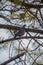 Portrait of a gray wild pigeon on a tree branch