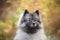Portrait of gray Wolfspitz female dog in the forest in autumn