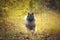 Portrait of gray Wolfspitz female dog standing in the bright forest in autumn