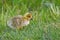 Portrait of a graylag goose chick