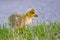 Portrait of a graylag goose chick