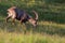 Portrait grazing adult male alpine capra ibex capricorn meadow