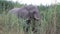 Portrait of grazing African Elephant