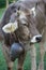 Portrait of a grazing alpine gray cow