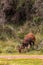 Portrait of a grazing antelope. Aberdare Mountain, Kenya