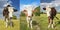 Portrait of grazing cows on the green field. Collage