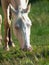 Portrait of grazing cremello ride pony