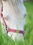 Portrait of grazing cremello welsh pony at pasture. close up