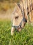 Portrait of grazing welsh pony. close up