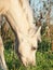 Portrait of grazing welsh pony foal .