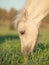 Portrait of grazing welsh pony foal .
