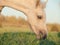 Portrait of grazing welsh pony foal .